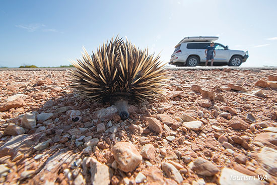 Echidna at Cape Range National Park, Exmouth WA