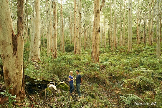 Boranup Forest Margaret River