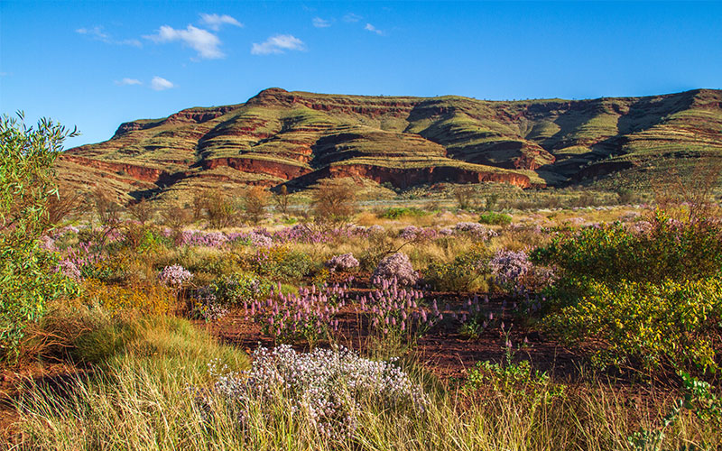 Karijini National Park’s wildflower display, Pilbara.